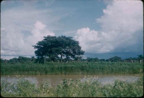 View of the river bank