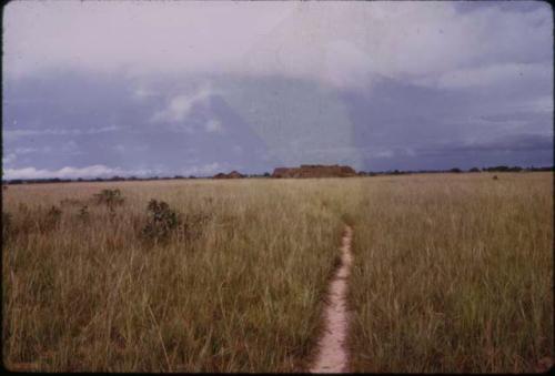 Dirt path through tall grass field