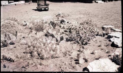 Cactus garden, the Chair in the background