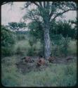 Poison tree from a distance, with men digging nearby