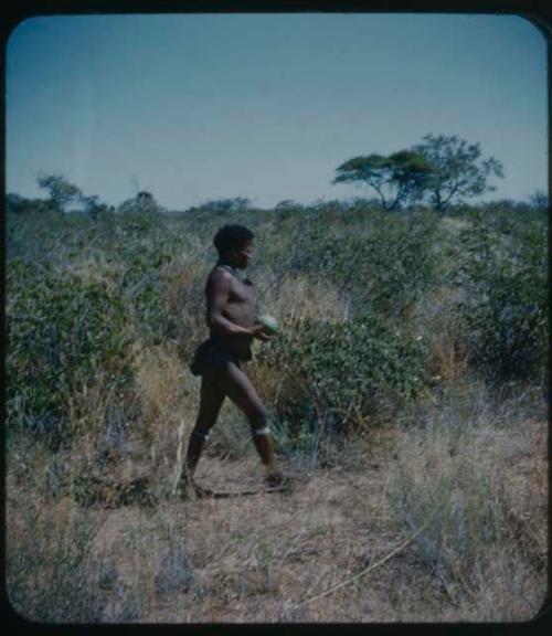 ≠Toma walking in profile, carrying fruit in his hands