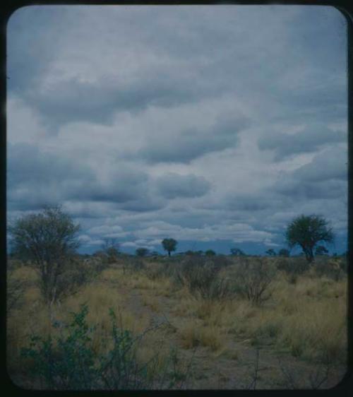 Landscape with grass, trees, cloudy sky, truck tracks, and werft