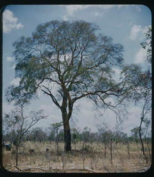 People gathering something under a tree, with an expedition truck near them