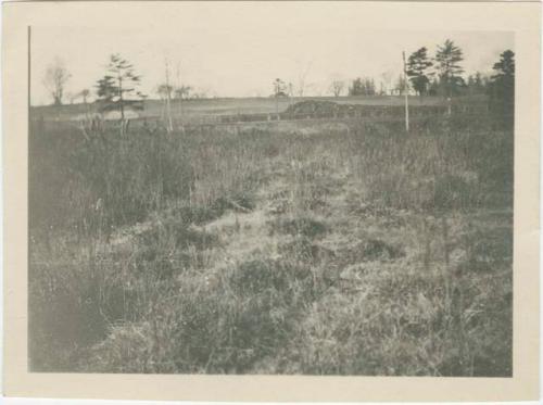 Corn Field In Northampton, Massachusetts