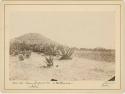 View of Two Pyramids at Teotihuacan