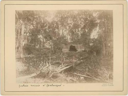 Palace Ruins In Palenque