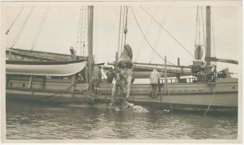 Arctic Voyage of Schooner Polar Bear - Cutting in a whale