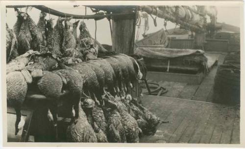 Arctic Voyage of Schooner Polar Bear - Rows of emperor geese on deck