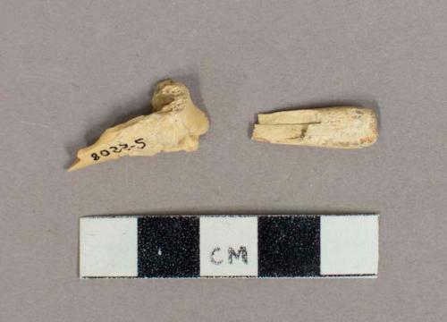 Organic, faunal remain, bones fragments