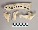 Organic, faunal remains, bone fragments, small and large crocodiles