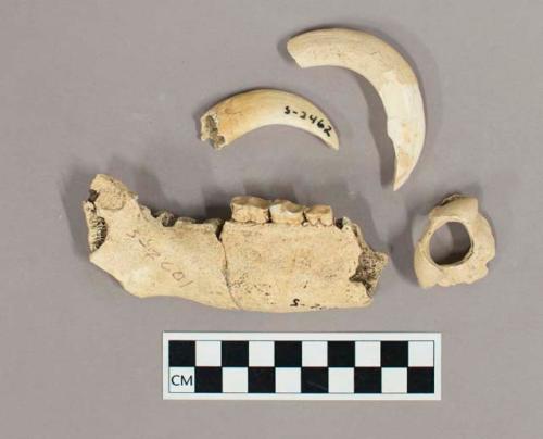 Organic, faunal remains, bones and teeth, white tailed peccary