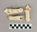 Organic, faunal remains, bones, white deer calcaneus