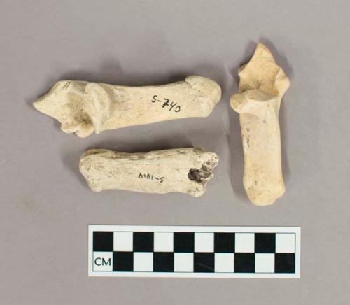 Organic, faunal remains, bones, white deer calcaneus