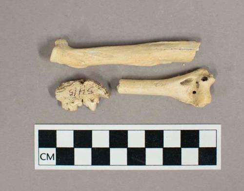 Organic, faunal remain, bones and teeth, ocelot, Felis cf. pardalis