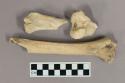 Organic, faunal remain, bones, white deer, femur