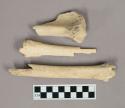 Organic, faunal remain, bones, white deer, tibia