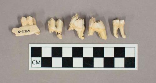 Organic, faunal remain, bones and teeth, white deer