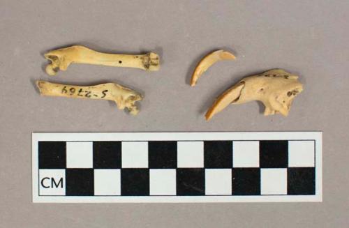 Organic, faunal remain, bones and teeth, Hispid pocket gopher, Heterogeomys hispidus