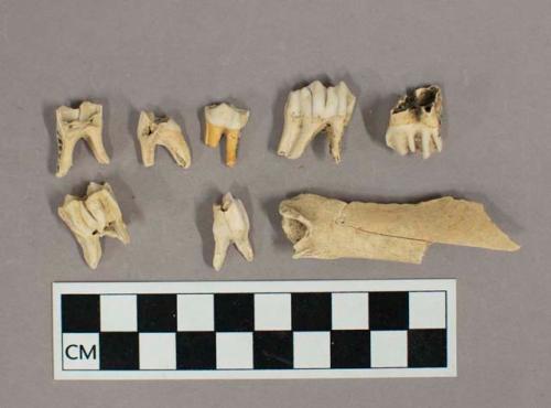 Organic, faunal remain, bones and teeth, white deer