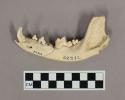 Organic, faunal remain, bone and teeth, domestic dog, left mandible