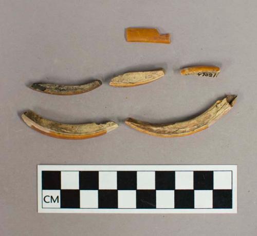 Faunal remain, beaver teeth, some enamel has flaked