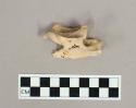 Organic, faunal remain, bone, vertebra with white sediment