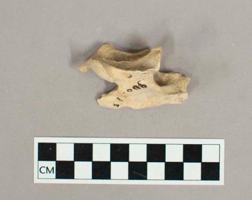 Organic, faunal remain, bone, vertebra with white sediment