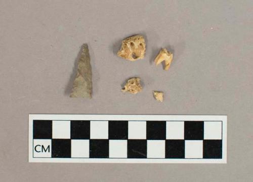 Chipped stone projectile point, bone fragments, and tooth