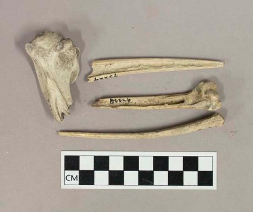 Worked bone, bird bone awl fragments, handles and shafts