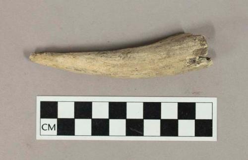 Faunal remain, worked antler, incised groove at base, rodent gnaw marks across surface