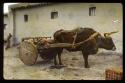 Lantern slide of ox and cart, hand-colored