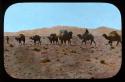 Lantern slide of camel caravan with man walking in front and another riding, han