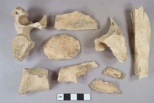 Mammal bone fragments, 1 vertebral fragment sawn