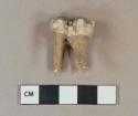 Tooth molar fragment, likely pig