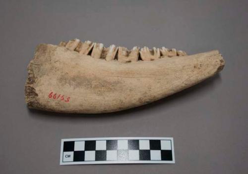 Jaw bone and teeth