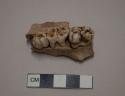 Jaw bone and teeth, fragment