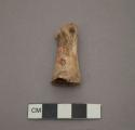 Faunal, utilized bone, perforated