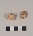 Animal tooth fragments; one molar