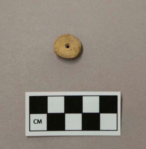 Fossil crinoid stem, one segment, perforated in center