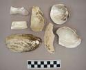 Shells and shell fragments