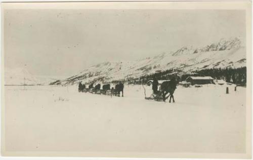 Arctic Voyage of Schooner Polar Bear - Horses pulling sleds through snow