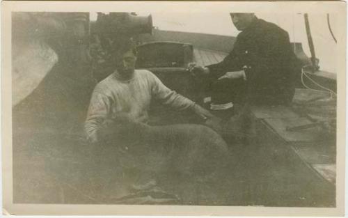 Arctic Voyage of Schooner Polar Bear - Walrus pup on deck