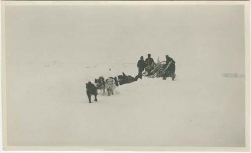 Arctic Voyage of Schooner Polar Bear - Dog sled team moving through the snow