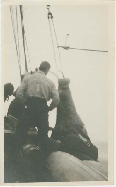 Arctic Voyage of Schooner Polar Bear - Crew pulling up walrus