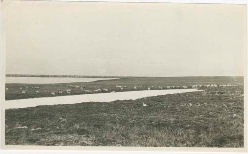 Arctic Voyage of Schooner Polar Bear - Herd of reindeer