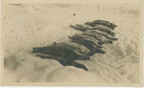 Arctic Voyage of Schooner Polar Bear - Row of seals