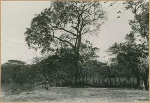 Northwest corner of Sitio Conte dig site