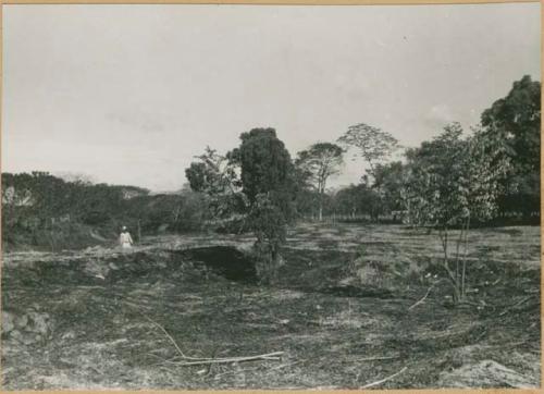 Trees marking corners of the 1933 trenches, John Alden Mason's dig