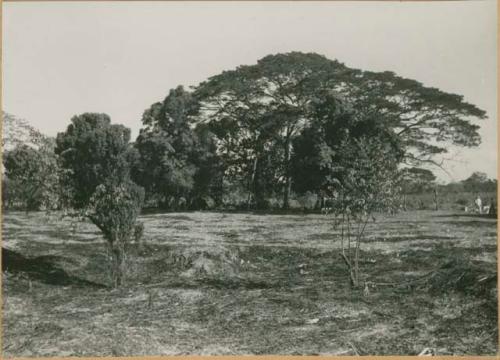 Trees marking corners of the 1933 trenches, John Alden Mason's dig