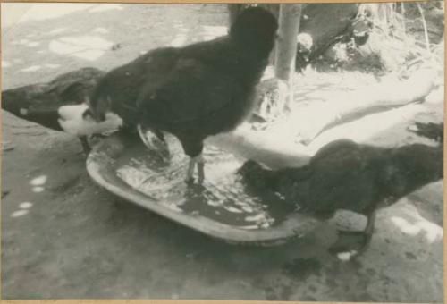 Chickens and ducks drinking water